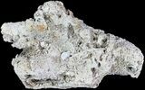 Unique, Agatized Fossil Coral Geode - Florida #72304-2